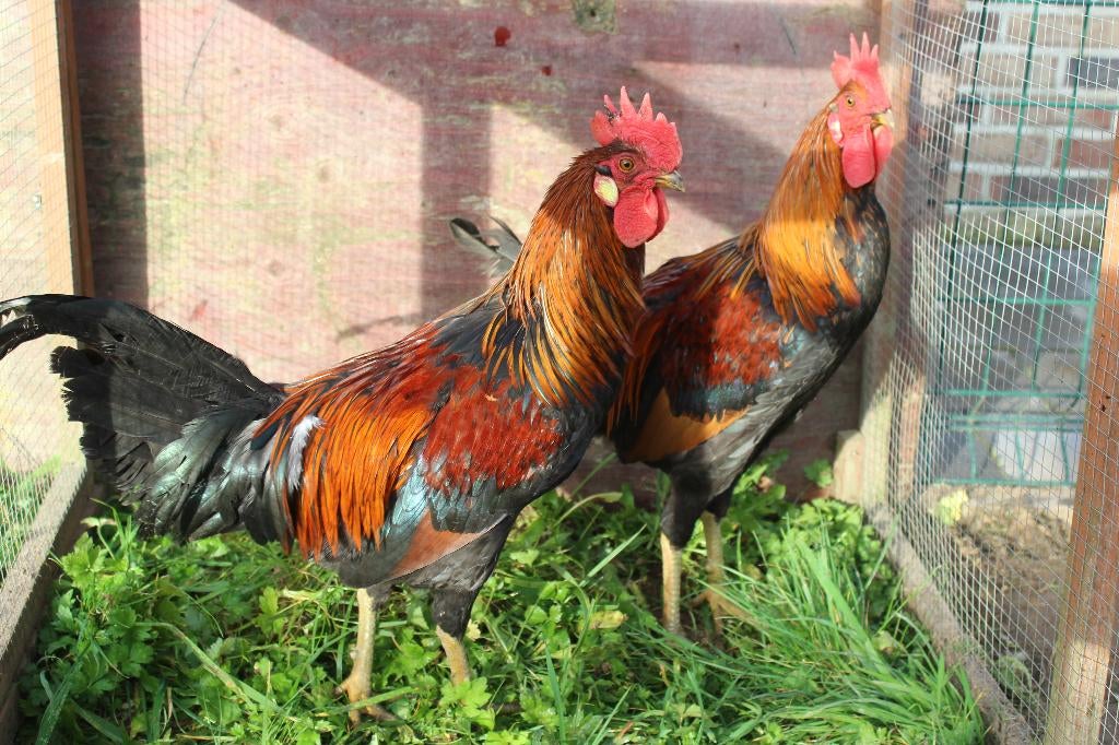 Lachhoen kippen Ayam Ketawa, Dieren en Toebehoren, Pluimvee, Mannelijk, Kip