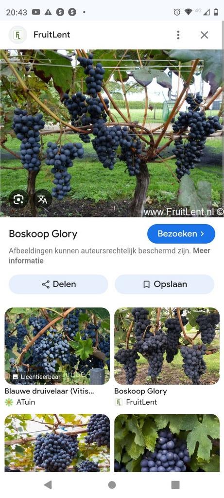 Blauwe druiven glory Boskoop buiten eetdruif, Minder dan 100 cm, Lente, Volle zon, In pot