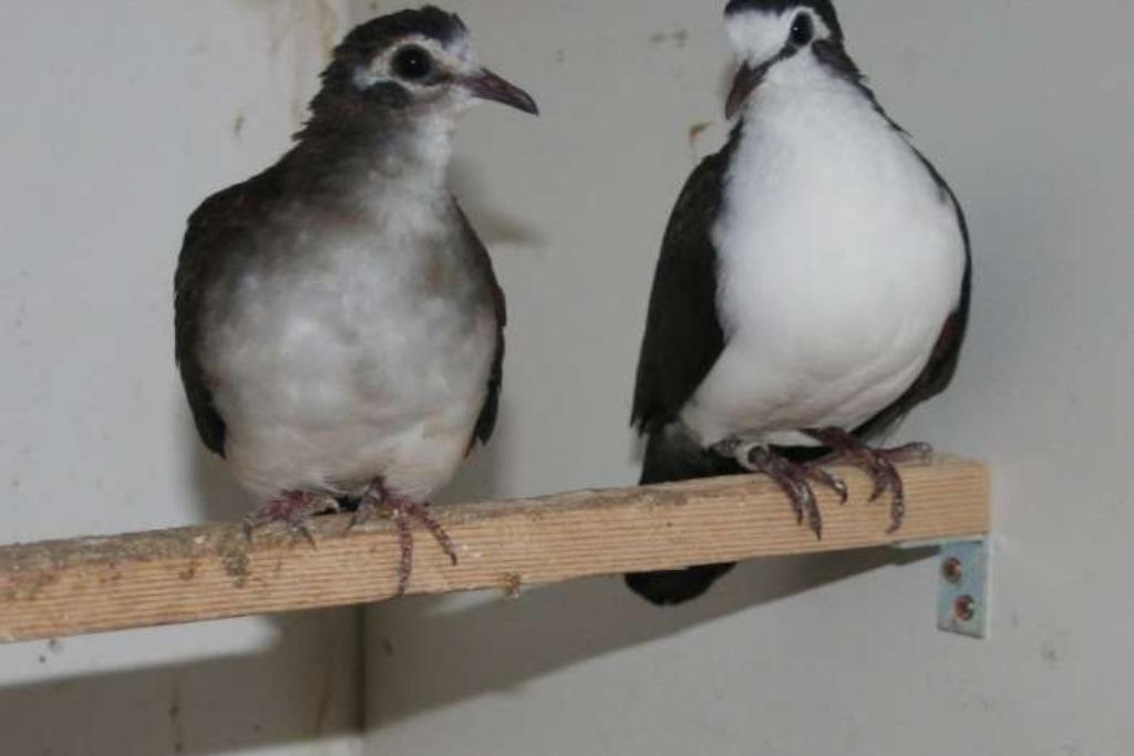 pigeons exotiques - tambourin tourterelle, Animaux & Accessoires, Plusieurs animaux, Autres espèces