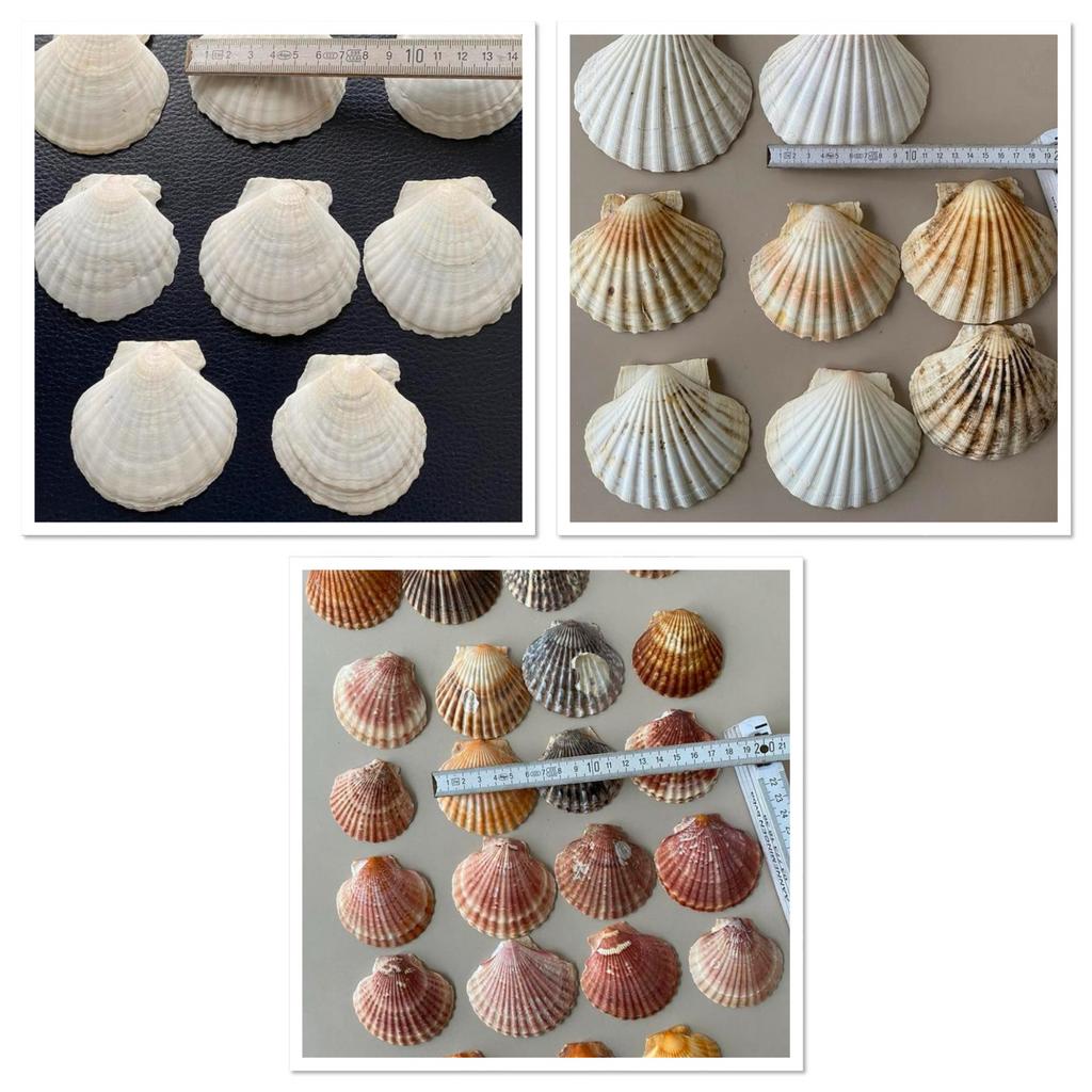 Schelpen geschikt voor vishapjes / decoratie /10 + 7 + 6 cm, Huis en Inrichting, Keuken | Servies, Ophalen of Verzenden, Nieuw