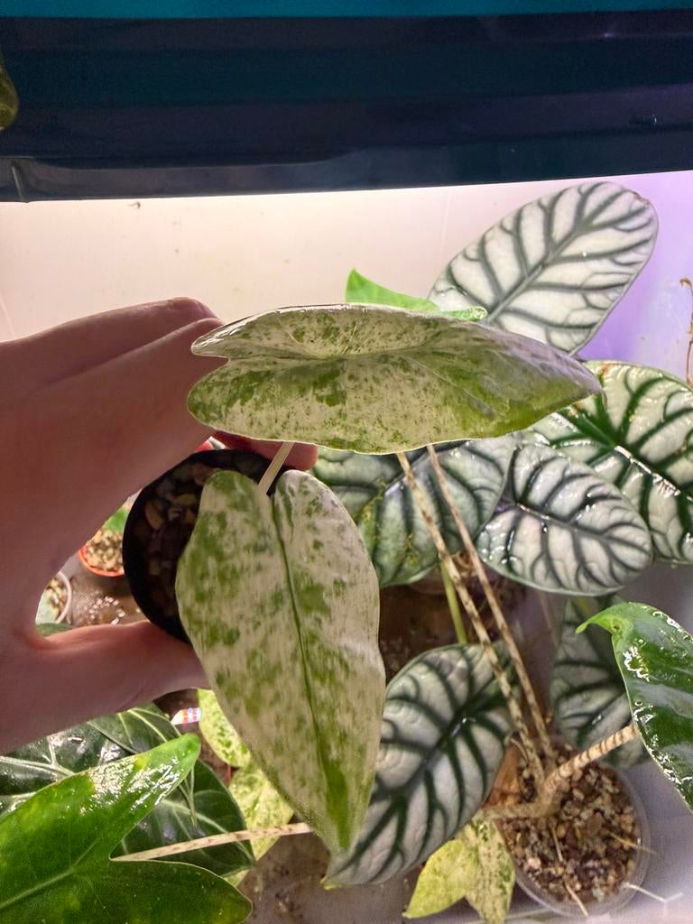 Alocasia Macrorrhiza Splash Baby,, Verzenden, Overige soorten