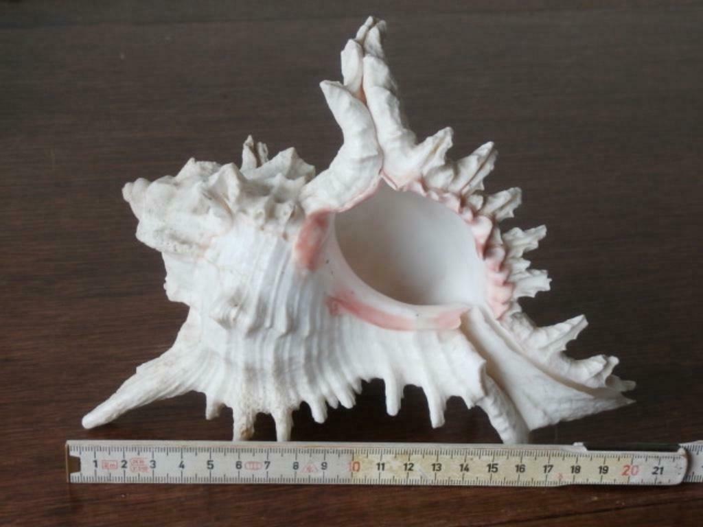 Schelp : Murex Ramosus XL, Enlèvement ou Envoi, Coquillage(s)