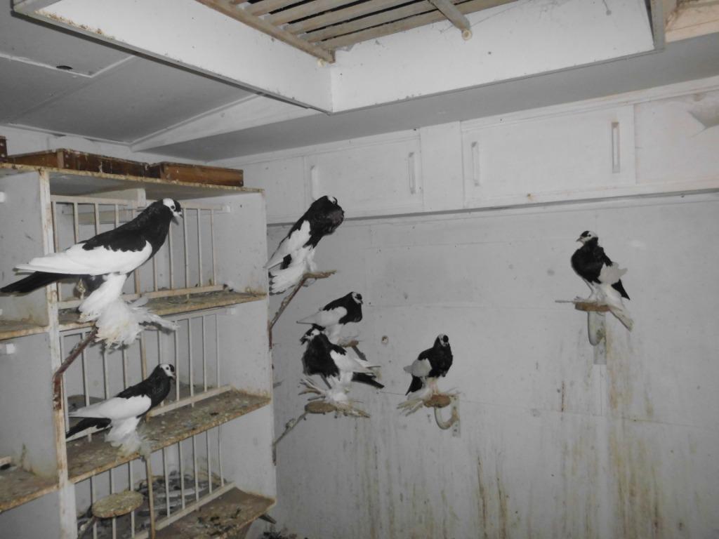 eksterkropper, Dieren en Toebehoren, Meerdere dieren, Kropper