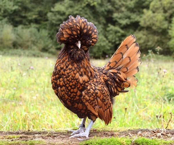 Padua krielkippen jonge hennen beschikbaar, Dieren en Toebehoren, Pluimvee, Vrouwelijk, Kip