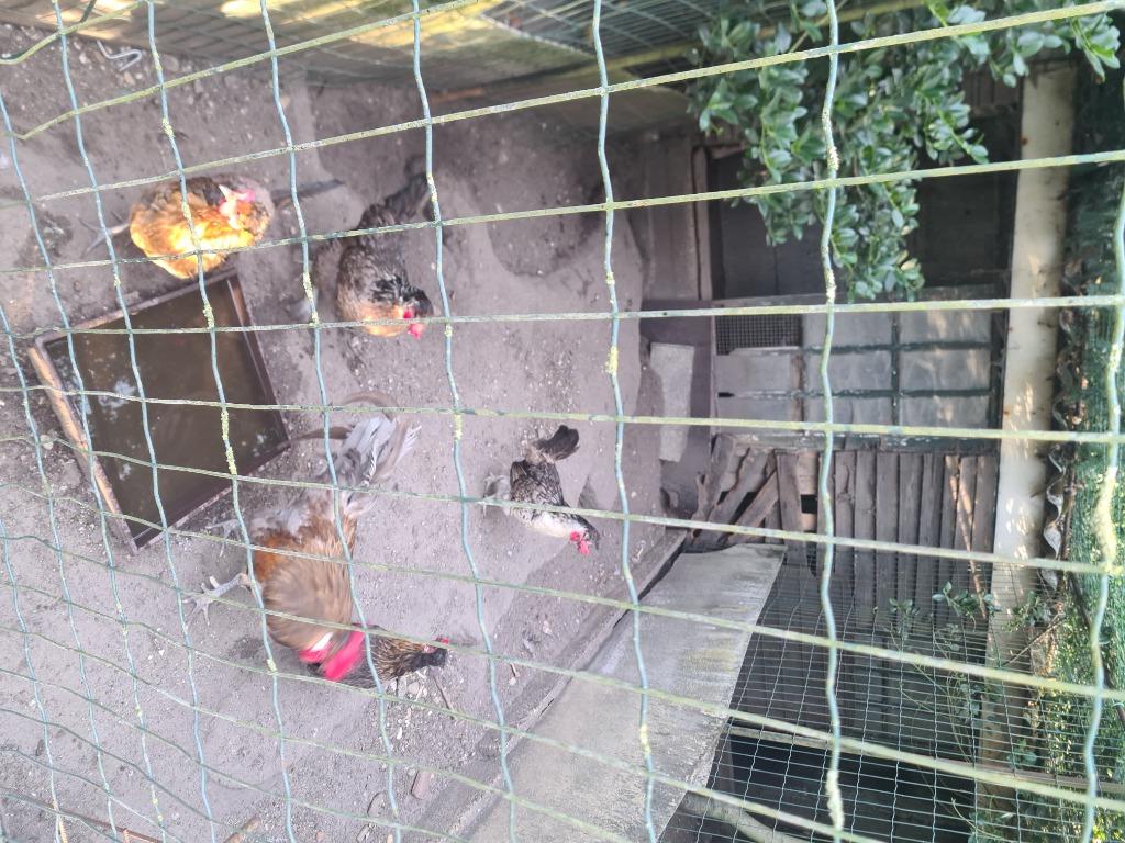 Te koop  brabanconne  koppel, Dieren en Toebehoren, Pluimvee, Meerdere dieren, Kip