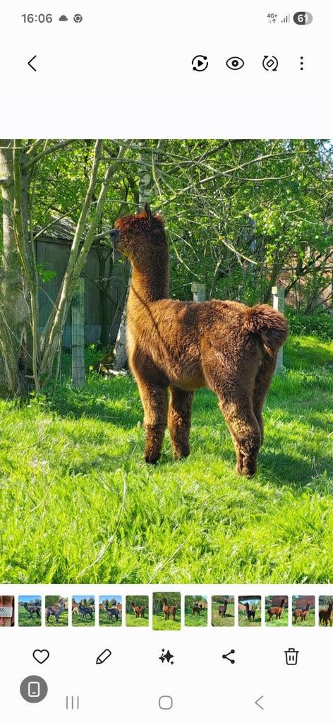 Alpaca, Dieren en Toebehoren, Juni, Mannelijk