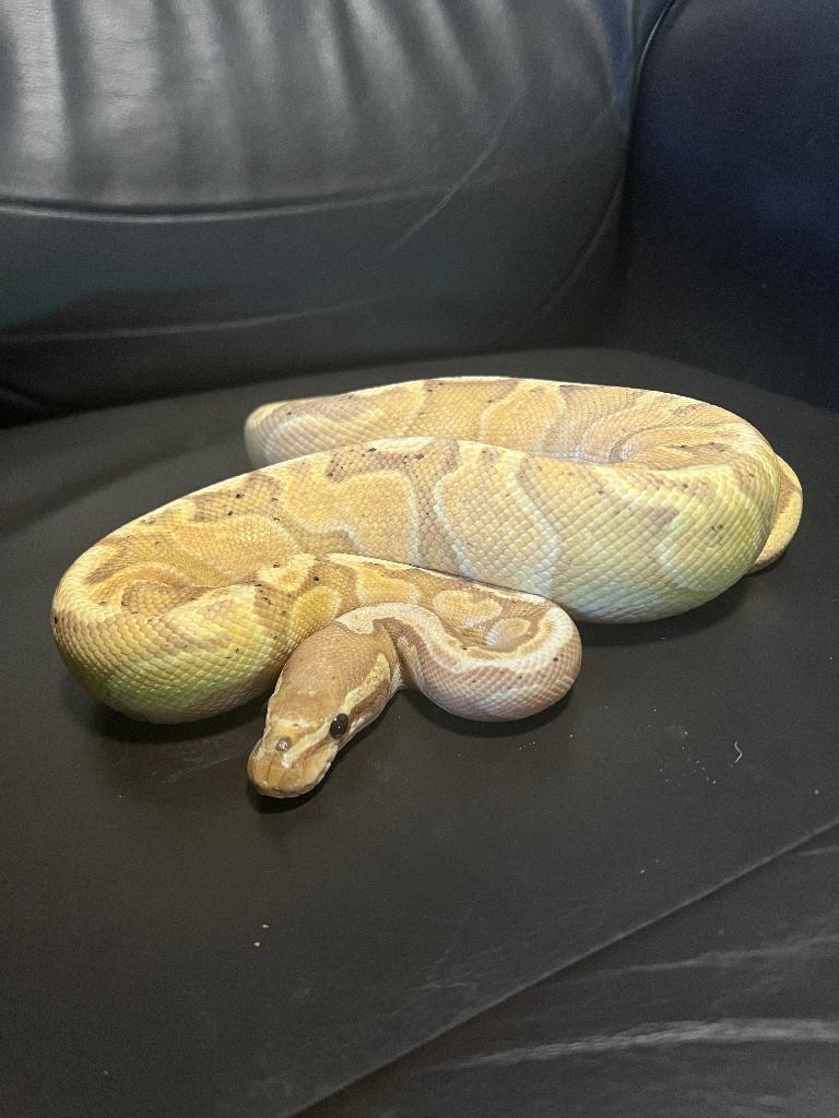 Ball python, Animaux & Accessoires, Reptiles & Amphibiens, Serpent, Domestique, 3 à 6 ans