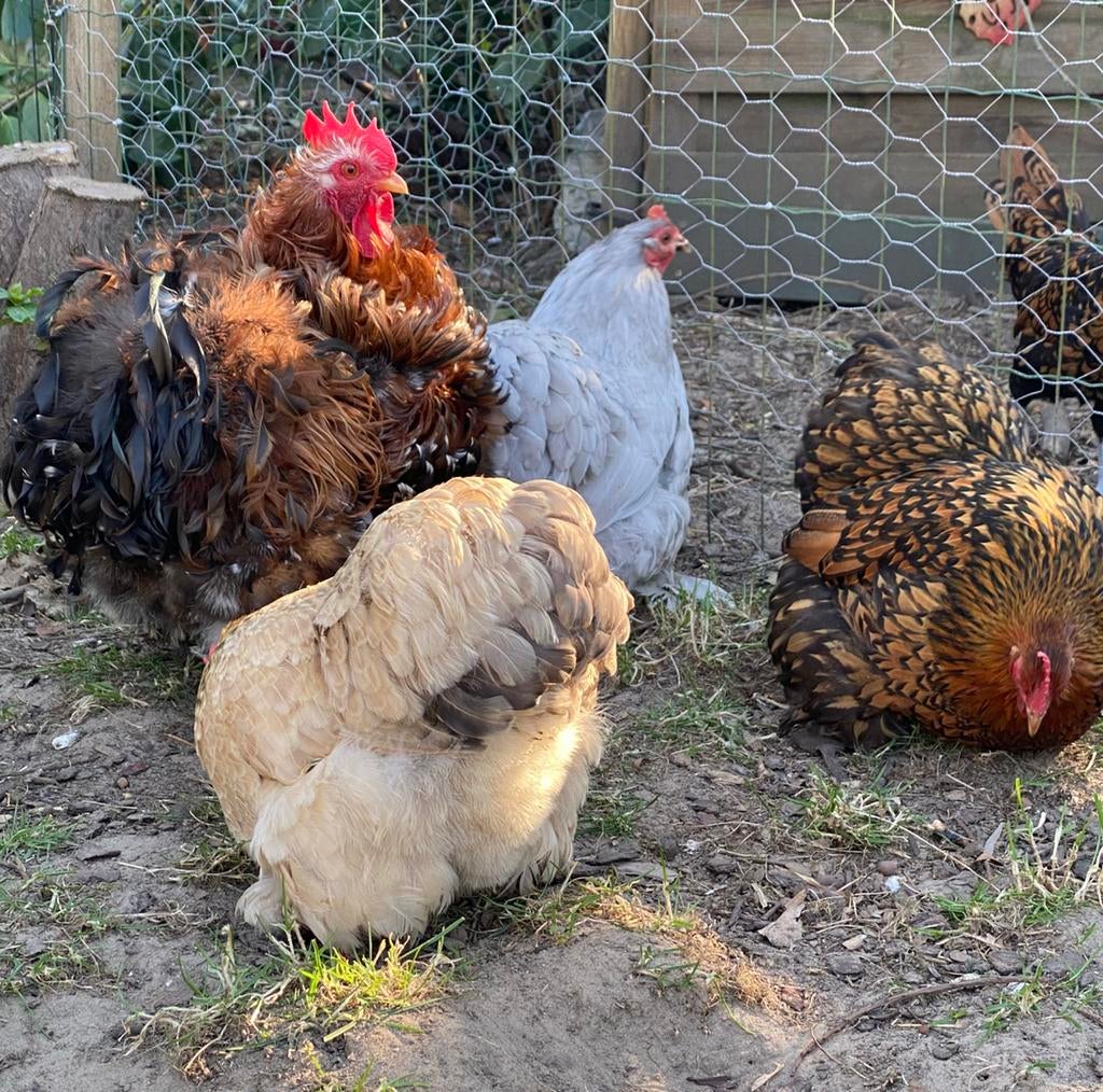 Broedeieren cochin kriel, Dieren en Toebehoren