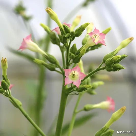 Zaden van Virginia tabak., Tuin en Terras, Ophalen of Verzenden