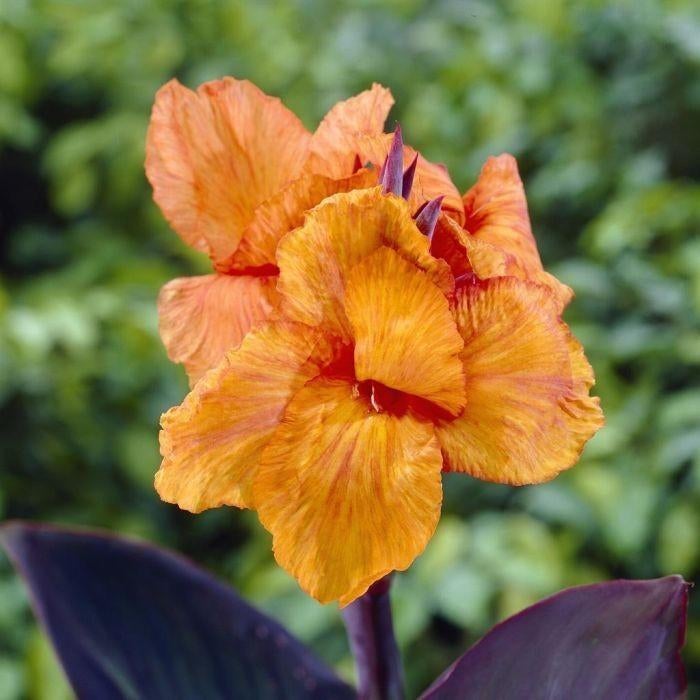 Canna knollen, Tuin en Terras, Ophalen of Verzenden, Najaar, Volle zon, Knol