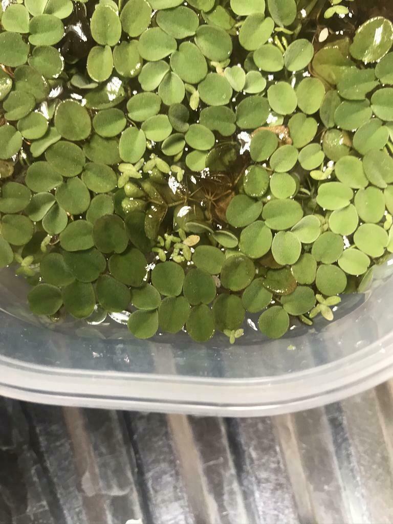 Aquarium Drijfplant - Salvinia natans, Dieren en Toebehoren, Zo goed als nieuw, Plant(en), Steen of Hout