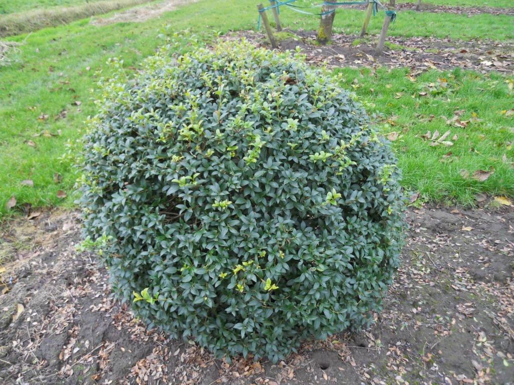 Osmanthus Bolvorm, Ophalen, Taxus