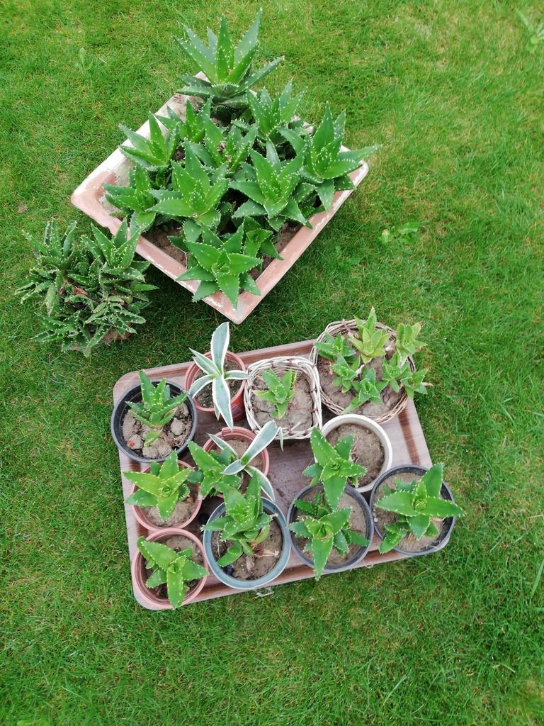 Cactus vetplanten, Tuin en Terras, Ophalen of Verzenden