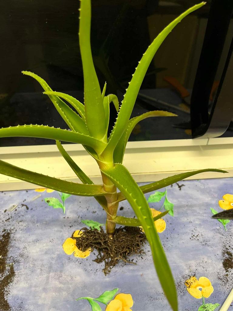 Pousses d’Aloe Vera, Autres espèces, Ne fleurit pas, Enlèvement, Plante fixe