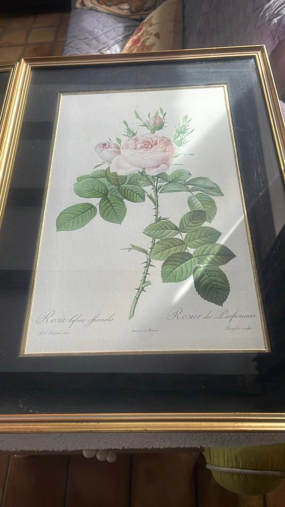 Kader rozen Rosier du pont/ des parfumeurs., Ophalen, Minder dan 50 cm, Gebruikt, 50 tot 75 cm