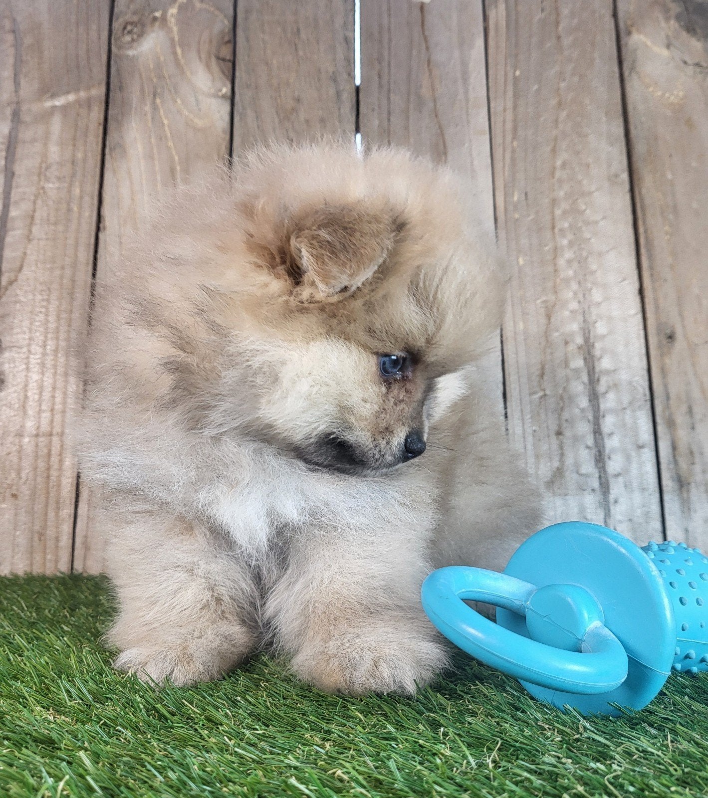 Dwarf Kees mix /Kees/Poméranie/Petit Loulou, Animaux & Accessoires, Loulou, Plusieurs, Hépatite contagieuse (maladie de Rubarth)