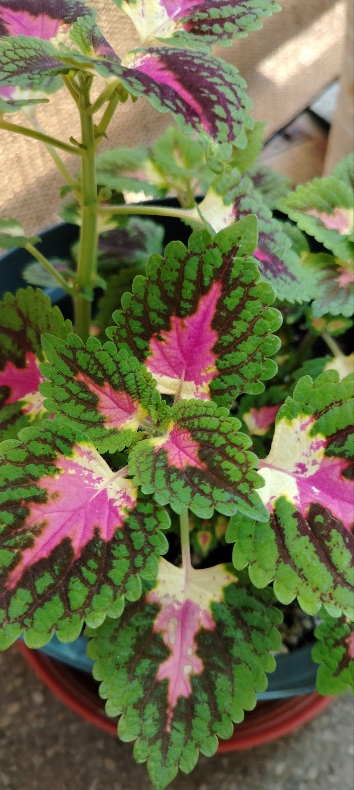 Planten - stekken _ jonge Coleus in potten., Ophalen of Verzenden, Halfschaduw