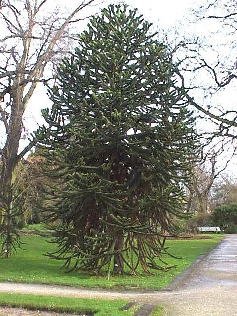 Arbre à singes/serpents gratuits, Enlèvement ou Envoi