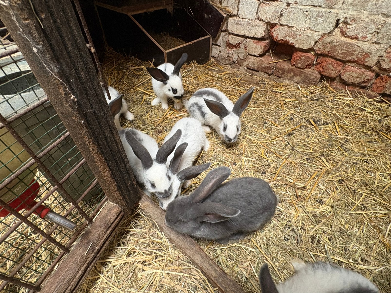 Nest konijnen 8 stuks 7 weken, Dieren en Toebehoren, Konijnen, Meerdere dieren, Middelgroot, 0 tot 2 jaar