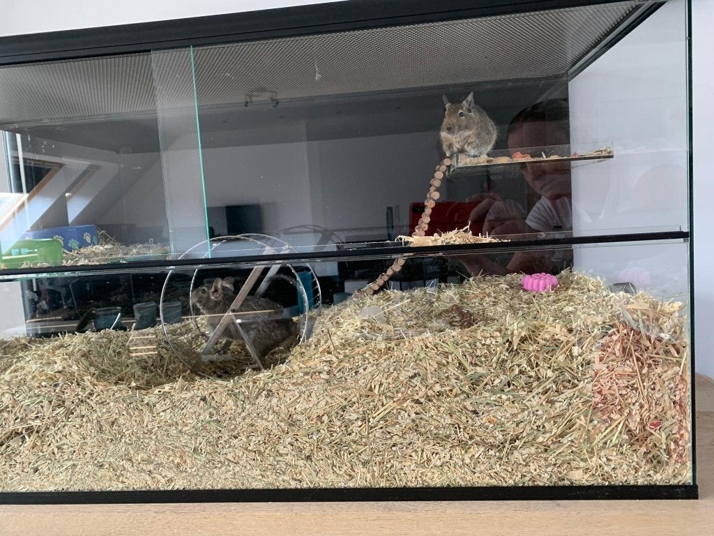 Terrarium, Dieren en Toebehoren, Ophalen, Gebruikt, Terrarium of Paludarium