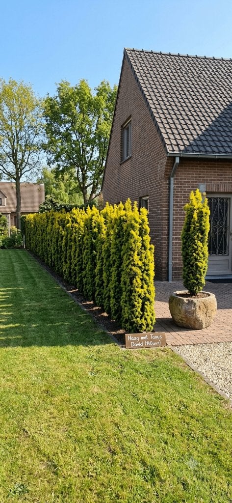 Taxus 'David' ca. 140 cm hoog, Tuin en Terras, Planten | Struiken en Hagen, Ophalen, Taxus, Haag, 100 tot 250 cm