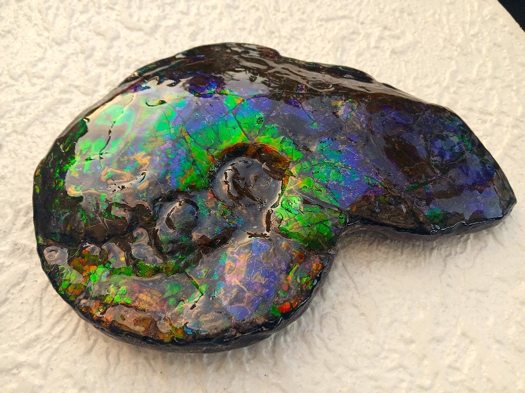 Ammonite canadienne Placenticeras 29cm, Enlèvement ou Envoi, Fossile