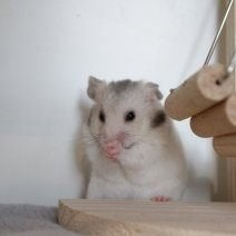 Goudhamster, Dieren en Toebehoren, Knaagdieren, Hamster, Juli, Meerdere dieren, Tam