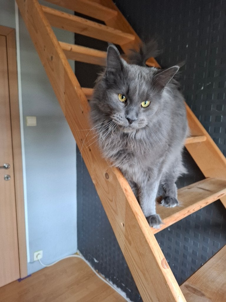 Te koop maine coon Nilo zoekt gouden mandje, Dieren en Toebehoren, Kater, Met stamboom, 3 tot 5 jaar