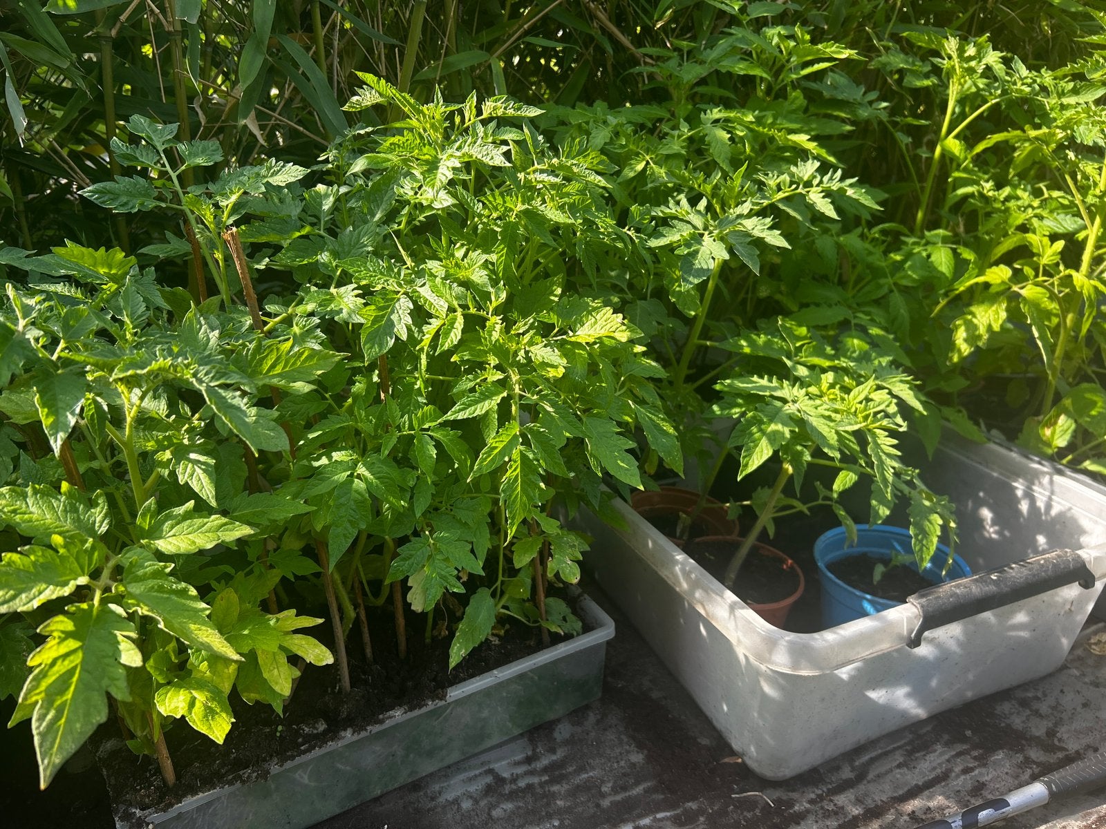 Plante de tomate, Enlèvement