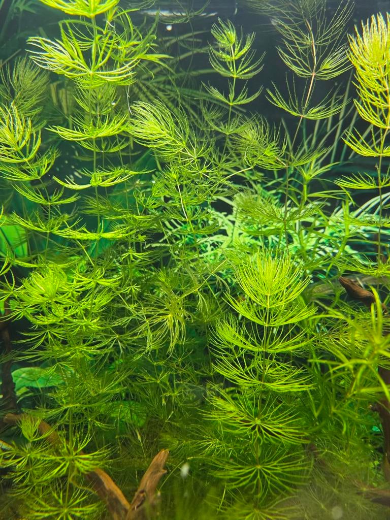 Plante d aquarium Ceratophyllum demersum