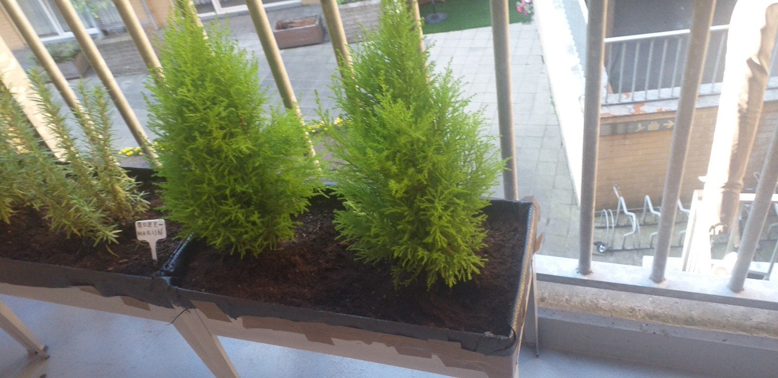 Coniferen boompjes 2 stuks.Wintervast.Groenblijvend., Tuin en Terras, Ophalen, Bloeit niet, Overige soorten, Minder dan 100 cm