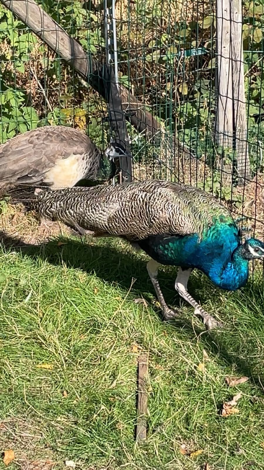 Koppel pauwen, Dieren en Toebehoren