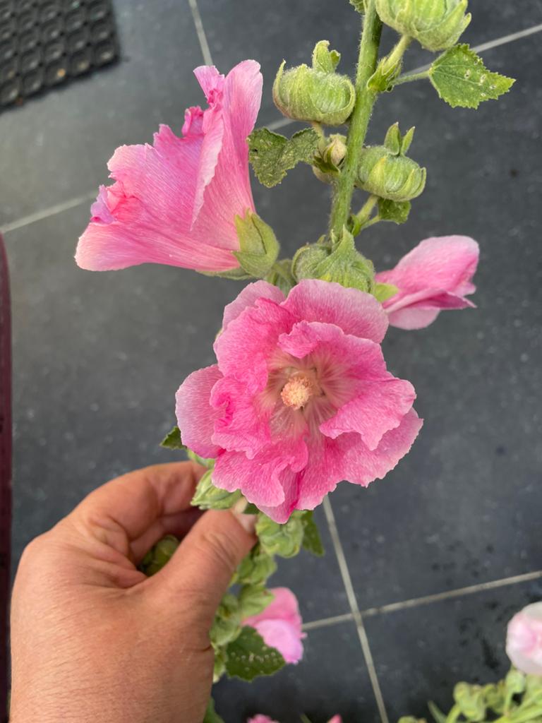 Stokrozen zaadjes, Tuin en Terras, Ophalen, Voorjaar, Volle zon, Zaad