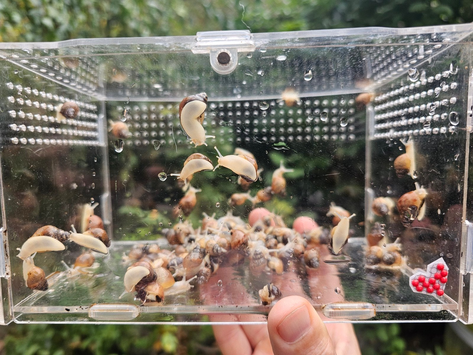 Bébés escargots africains Achatina - Bruxelles, Animaux & Accessoires, Autres espèces, Domestique, 0 à 2 ans