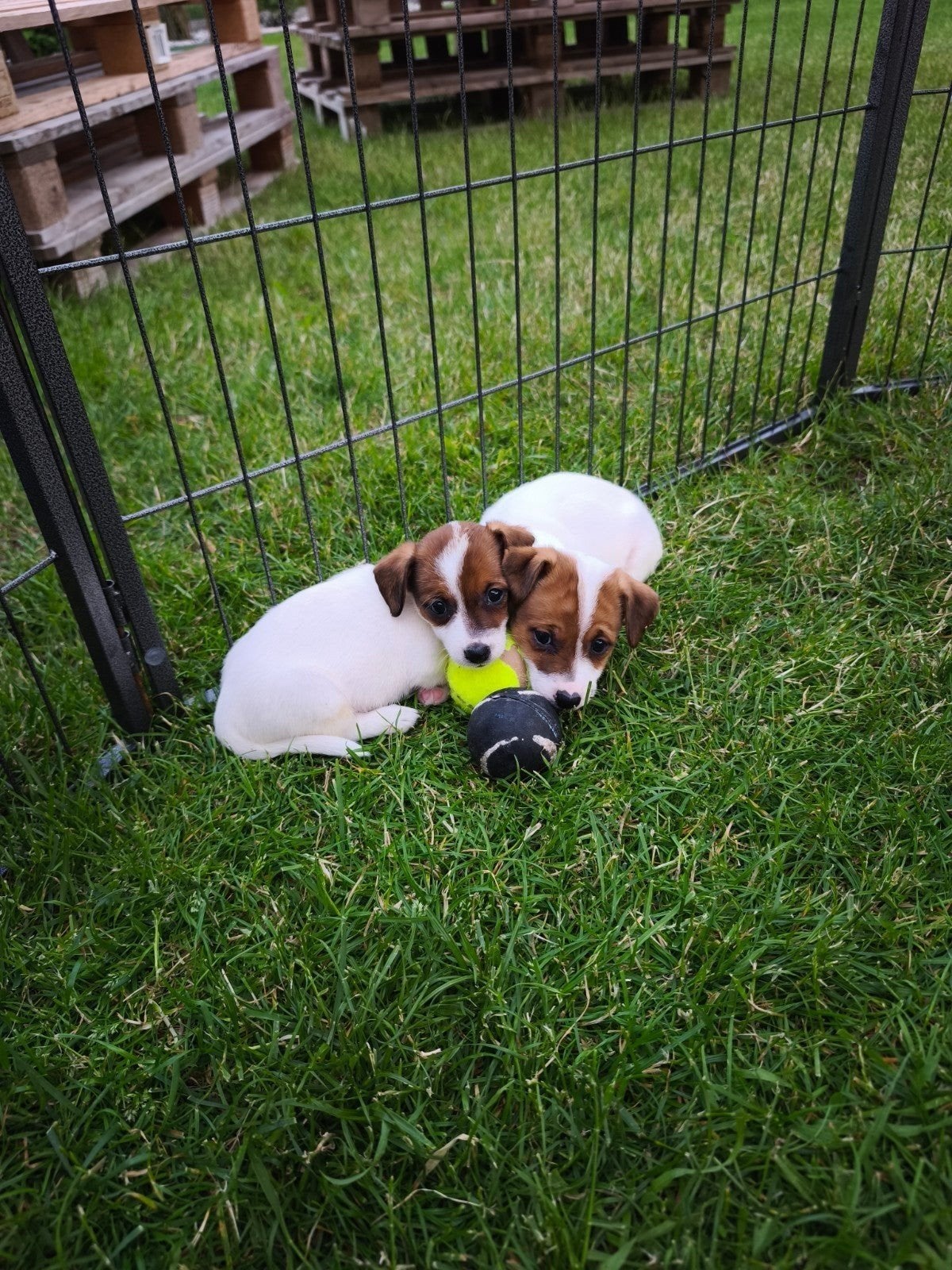 Jack Russell pups, Dieren en Toebehoren, Parvo, België, Fokker | Hobbymatig, Jack Russell Terriër