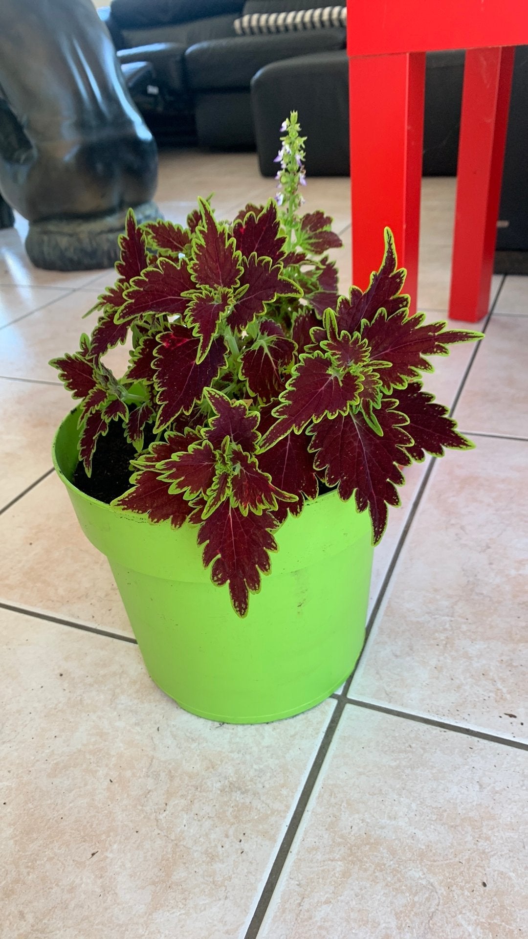 Prachtige Siernetel, Tuin en Terras, Planten | Tuinplanten, Ophalen