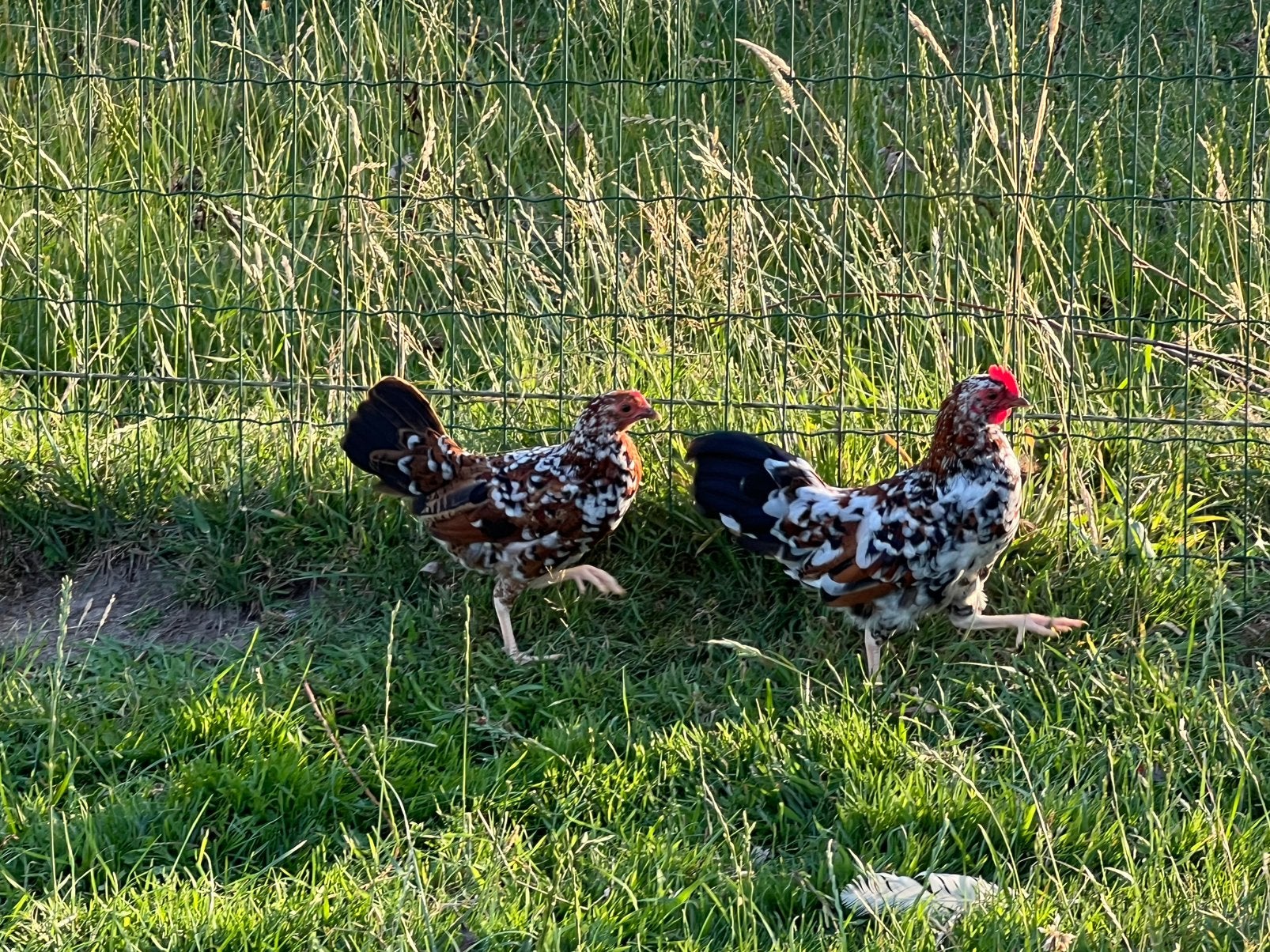 Doornikse kriel, Dieren en Toebehoren