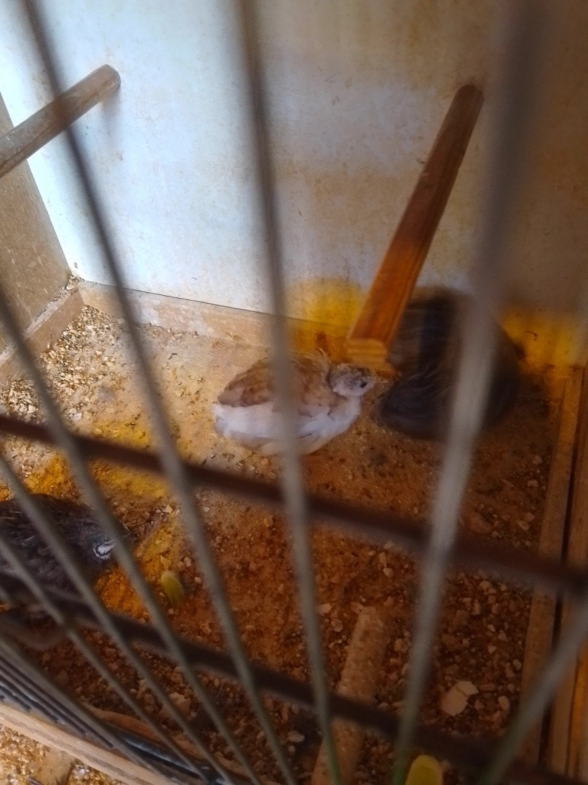 JONGE CHINESE DWERG KWARTELS van 2026 met of zonder KOOI, Dieren en Toebehoren, Vogels | Overige Vogels, Geslacht onbekend, Tropenvogel
