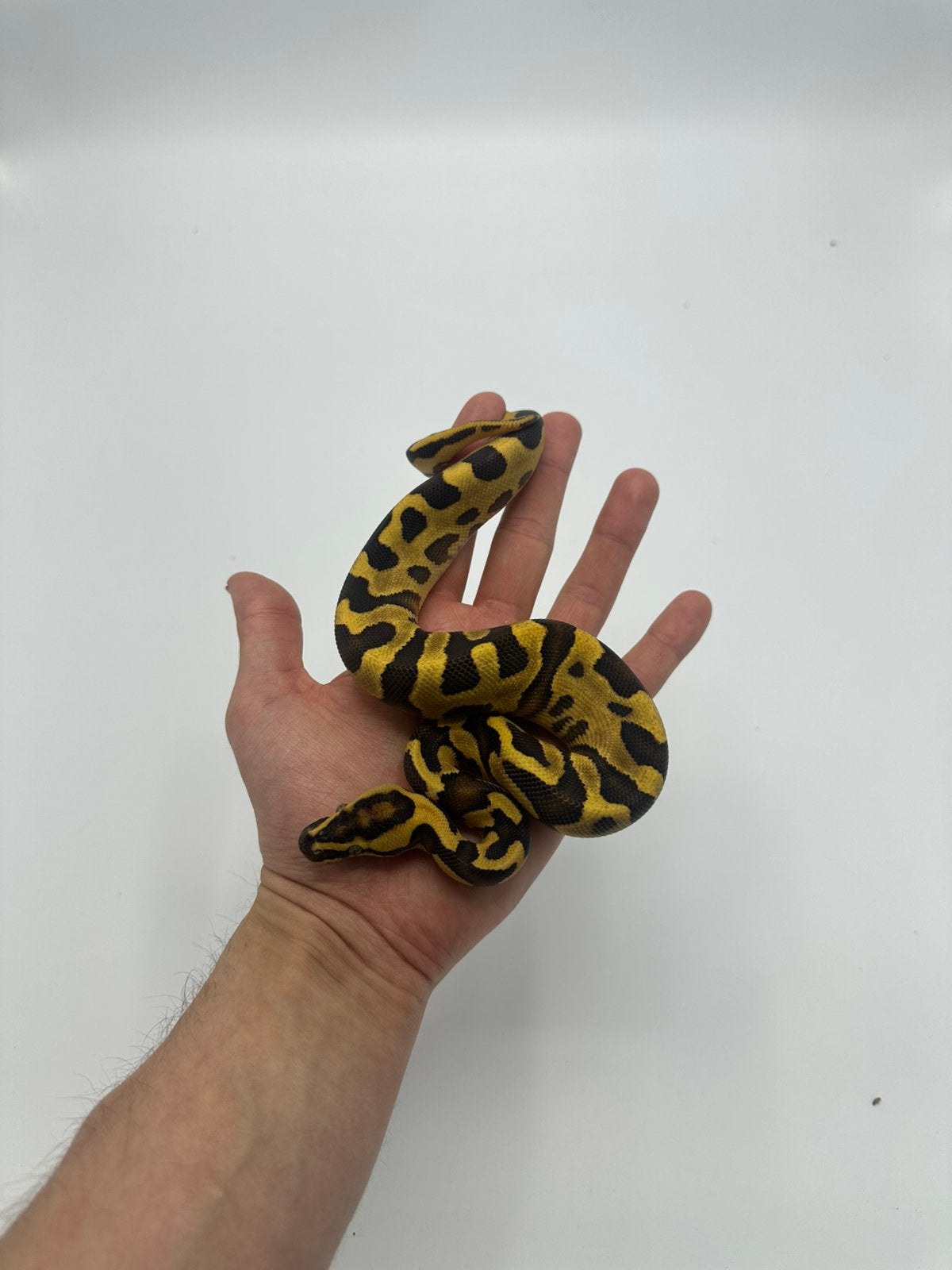 1.0 python regius - fire enchi leopard dh hypoclown