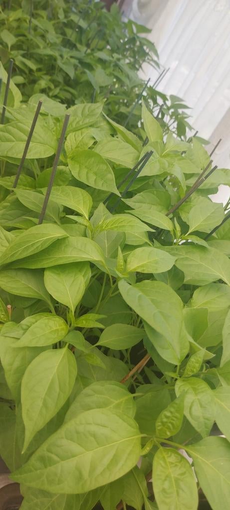 Planten, Tuin en Terras, Ophalen