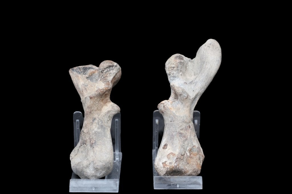 Humérus de tortue, Enlèvement ou Envoi, Fossile