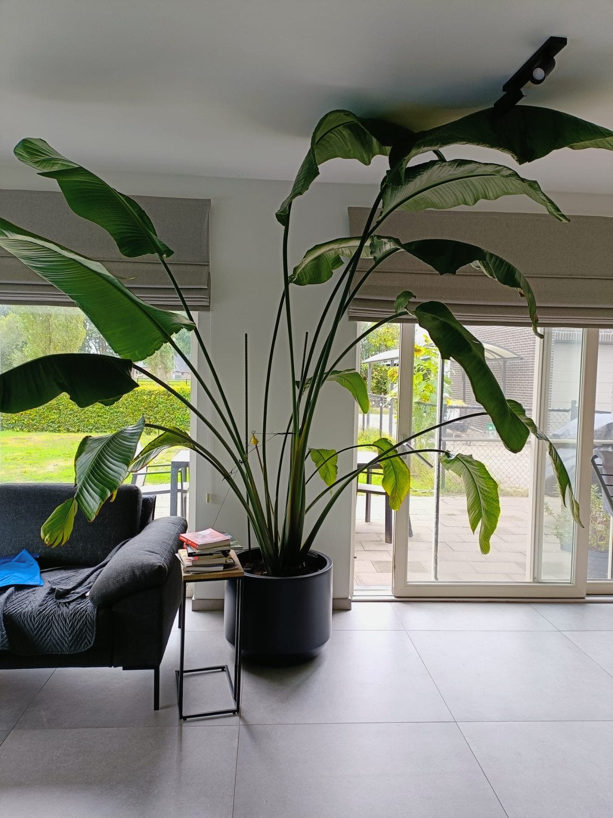 Strelitzia nicolai, Maison & Meubles, Enlèvement