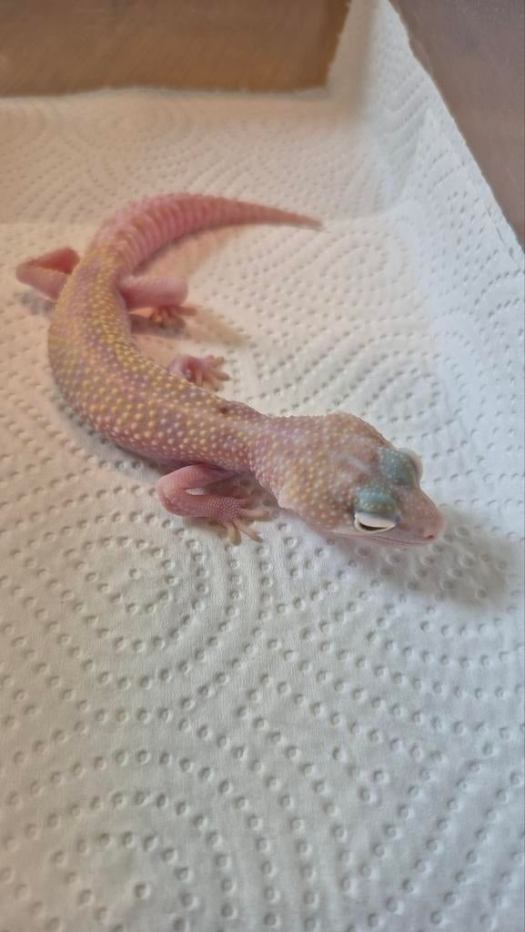 Jonge Luipaardgekko Diablo Blanco, Dieren en Toebehoren, Hagedis, Tam, 0 tot 2 jaar