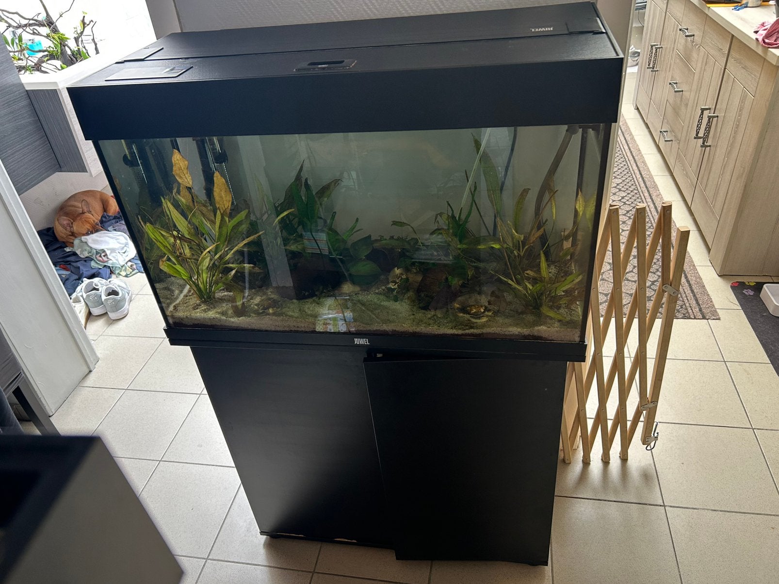 Aqarium 125L + kast, Animaux & Accessoires, Poissons | Aquariums & Accessoires, Enlèvement, Chauffage, Juwel, Meuble d'aquarium