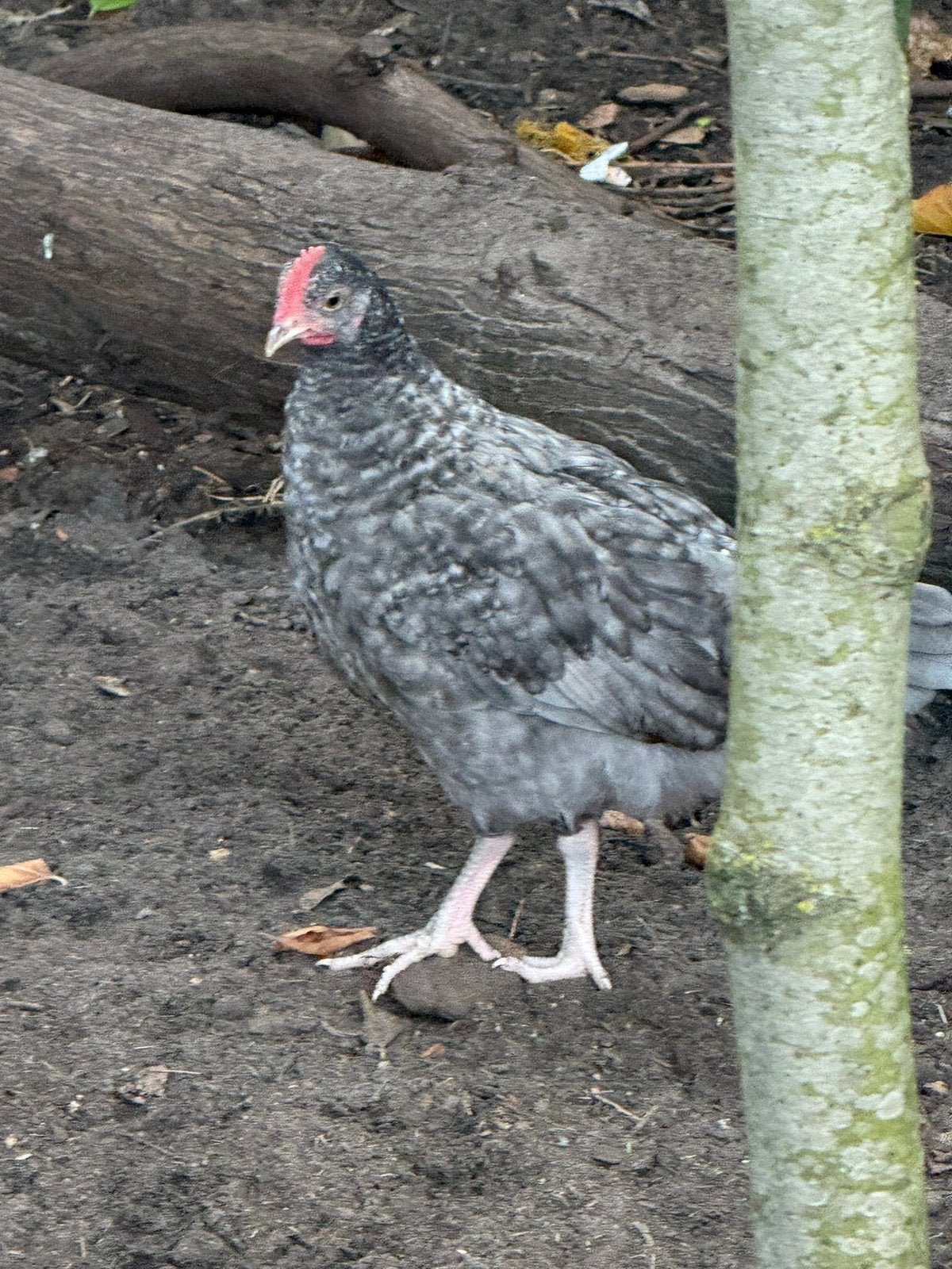 Mooie jonge haan, Mâle, Poule ou poulet