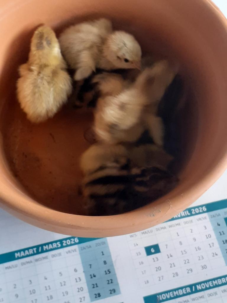 kuikens kwartels, Plusieurs animaux