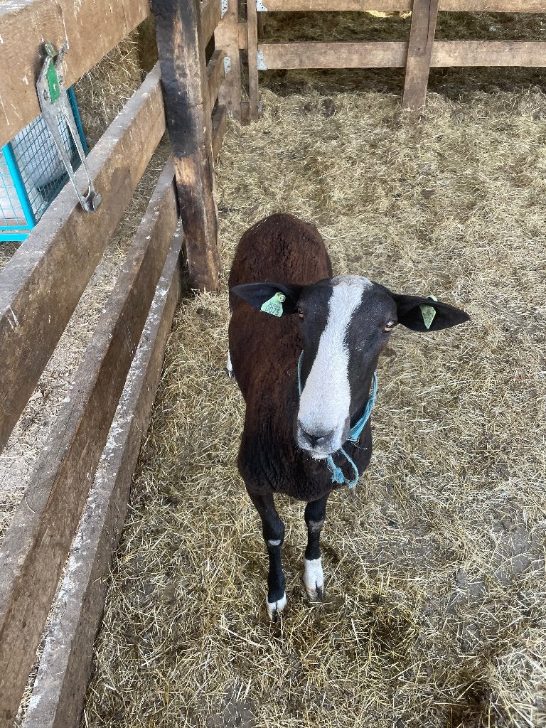 Schapen ram, Animaux & Accessoires, Moutons, Chèvres & Cochons, Mâle, Mouton, 0 à 2 ans