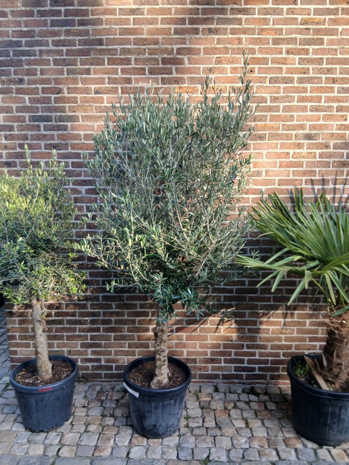 ‼️olijfbomen olea europaea aan promoprijzen ‼️, Enlèvement