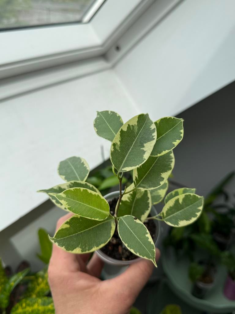 Ficus Benjamina “Baft”, Huis en Inrichting, Kamerplanten, Ophalen of Verzenden, Ficus