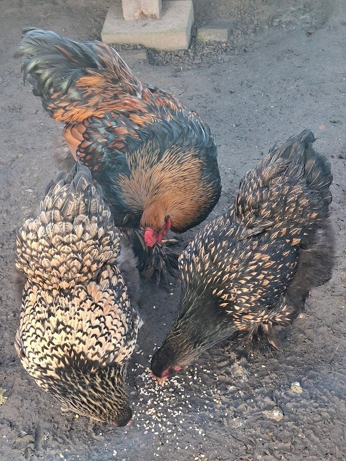 broedeieren van brahma goud/zwart gezoomd, Geslacht onbekend, Kip